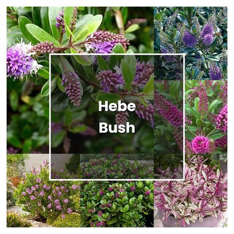 growing conditions for hebes.